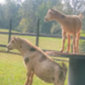 Meet your Posher, Liz